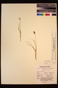 Carex breweri image